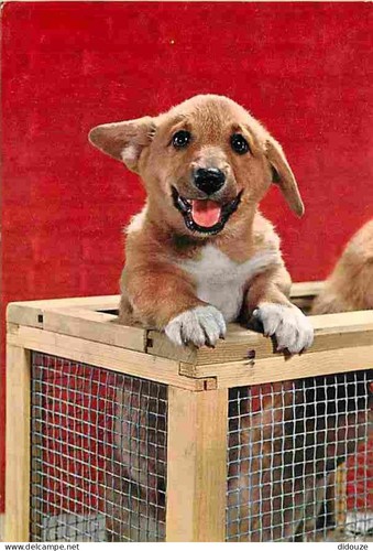 Carte postale animaux - carte,