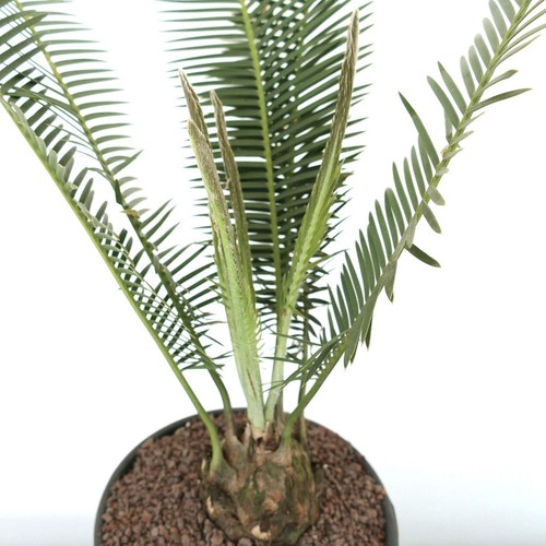 Dioon edule jacala form - jacala,