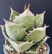 Compact Agave Titanota "SAD" Mother Plant With 5 Pups  Cactus Caudex Succulente