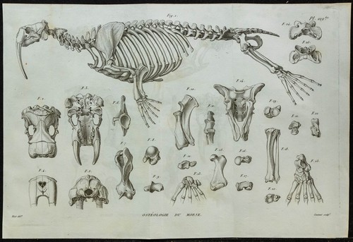 1836 squelette morse - -,