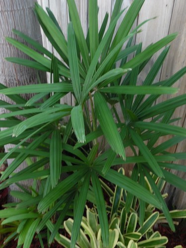 Rhapis excelsa lady - excelsa, one