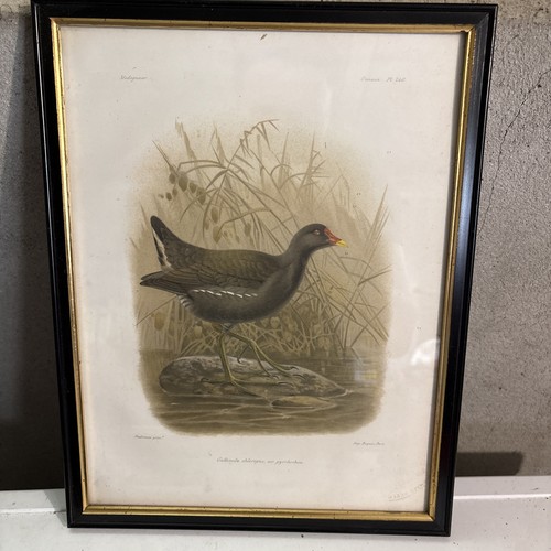 Magnifique gravure ancienne - magnifique,
