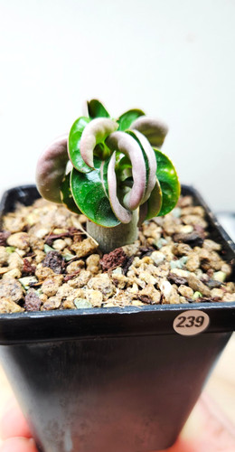 Adenium dha medusa - adenium, 'medusa'
