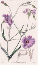 Viscaria Oculata Afrique Du Nord Botanique Gravure En Cuivre Curtis 4075