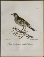 1830 - Pipit farlouse -