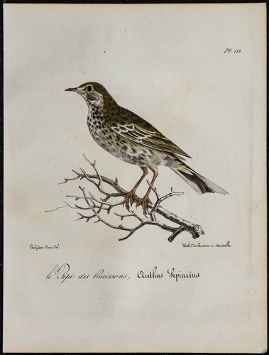 1830 pipit farlouse - 1830,