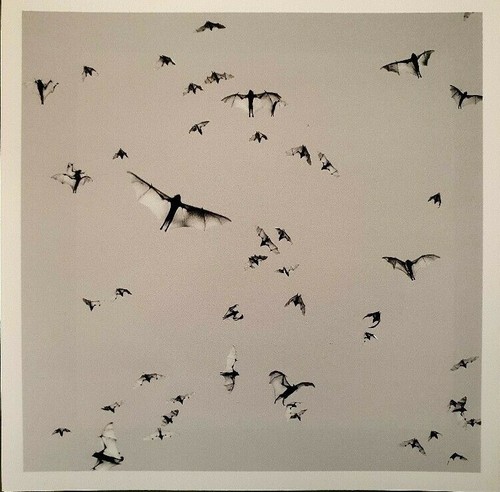 Trent parke photo signée - -,