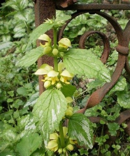 Lamier panaché lamium - lamier,