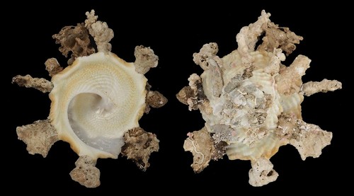 Coquillage collection - de,