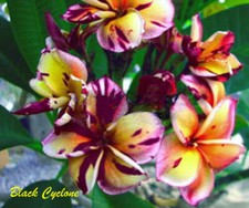 Graines fleurs - graines/fleurs, de