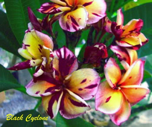 Graines fleurs - graines/fleurs, de