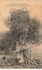 NOUVELLE CALEDONIE #FG54925 SOUS UN PALETUVIER A PORT DESPOINTES