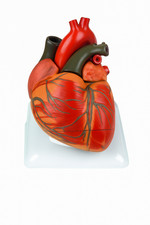 Modèle Anatomique Du Cœur