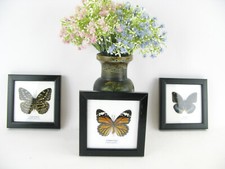 Coffret cadeau 3 vrais beaux papillons dans un cadre photo  empaillage taxidermy