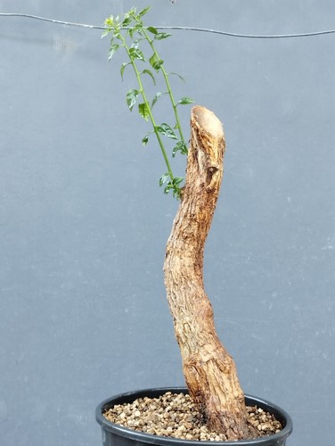 Bonsaï bougainvillier 12 - x,