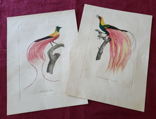 GRAVURE ANCIENNE - COUPLE D'OISEAUX du PARADIS - ESTAMPE LITHOGRAPHIES DESSINS
