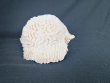 Coquillage Collection Corail Cerveau Blanc