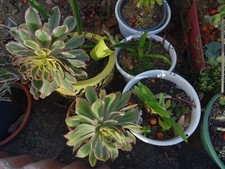 lot=7/8 aéoniums divers  collector  panachés  pourpres  velours etc...