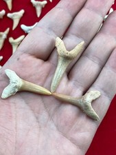 SAND TIGER SHARK FOSSIL FROM