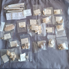 lot coquillages de collection regarder les photos