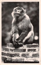 ALGERIE BLIDA TANGO LE