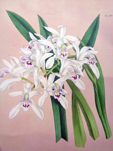 John nugent fitch original - john,
