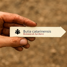 Butia catarinensis seeds - seeds,