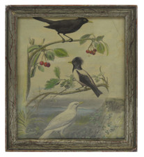 Impression Antique Thème Nature Oiseaux Animaux Merlo Cerises Gravure bt4