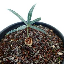 Cycas chevalieri near Dak