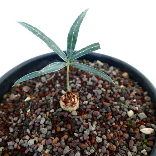 Cycas chevalieri near - , dak