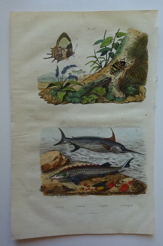 Gravure 1835 dict histoire - 1835, d'histoire