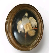 Cadre bombé ancien taxidermie