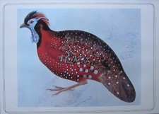 Beau Oiseau Imprimé~Satyre Tragopan~ John Gould