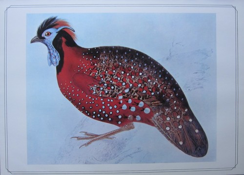 Beau oiseau imprimé satyre - oiseau, imprimé~satyre