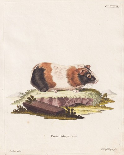 Cochon inde gravure - gravure, sur