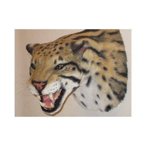 Taxidermie réplique trophée - taxidermie,