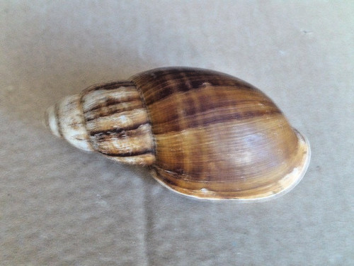 Coquillage collection genre