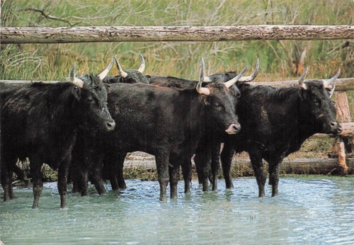 Camargue taureaux dans - camargue, les