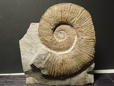 Ammonite Crioceratites loryi