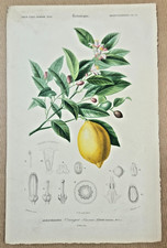 Gravure Botanique sur cuivre