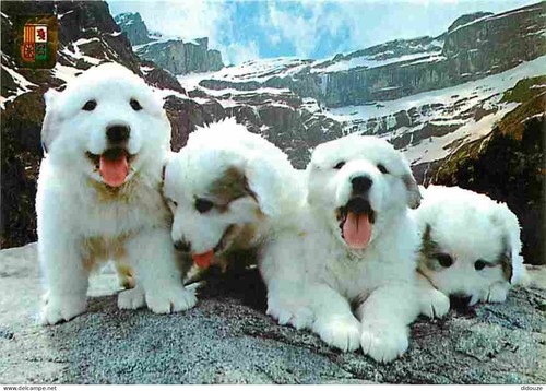 Carte postale animaux - carte,