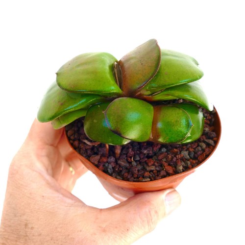 Gasteria pillansii - , cv