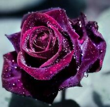 10x graines de Rosier Violet Foncé - Climbing Dark Purple Rose rosebush seeds