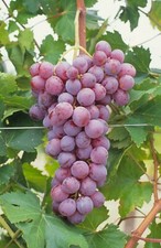 ?? Lots de 5 graines stratifiées Graines à semer raisin vigne Red Globe