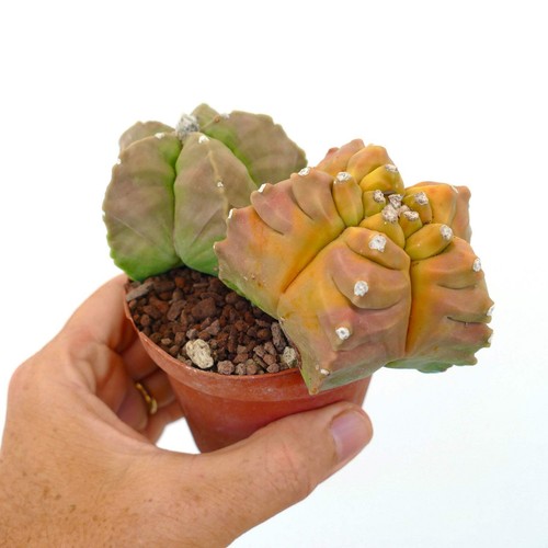 Astrophytum kikko - astrophytum,
