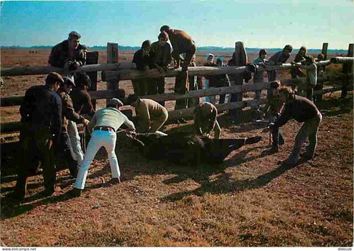 Carte postale camargue - carte,