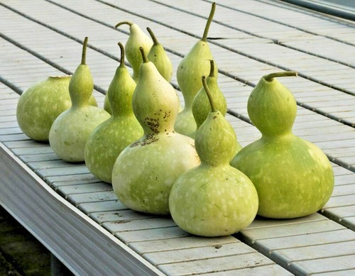 Mélange gourdes de - gourdes,