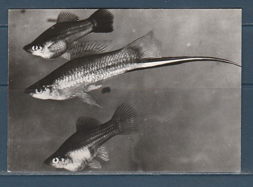 Cpsm vers 1960 faune - cpsm,