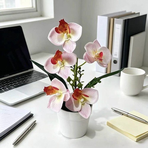 Plante orchid papillon - plante,