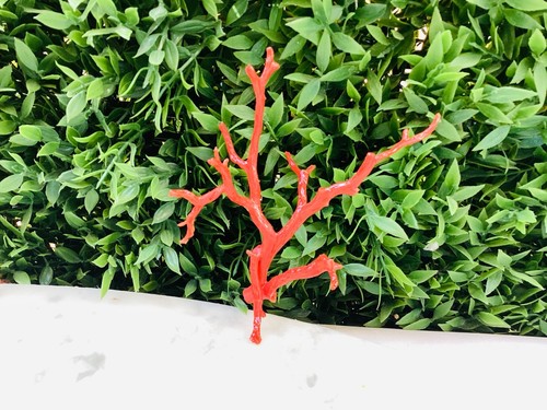 Jolie branche corail - jolie, de